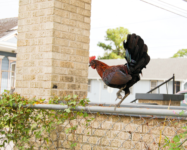  Wild Rooster in New Orleans | Culinary Cool