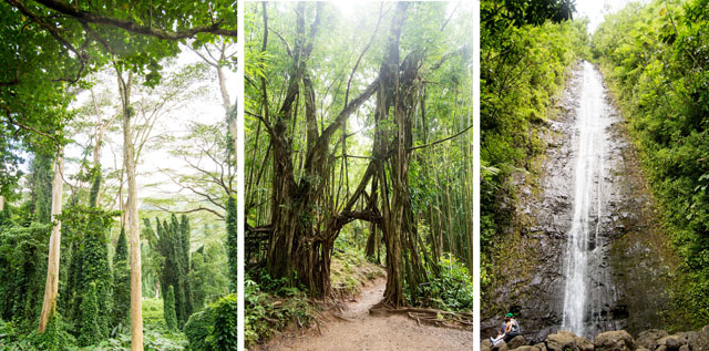 Manoa Falls Oahu Hawaii | Culinary Cool