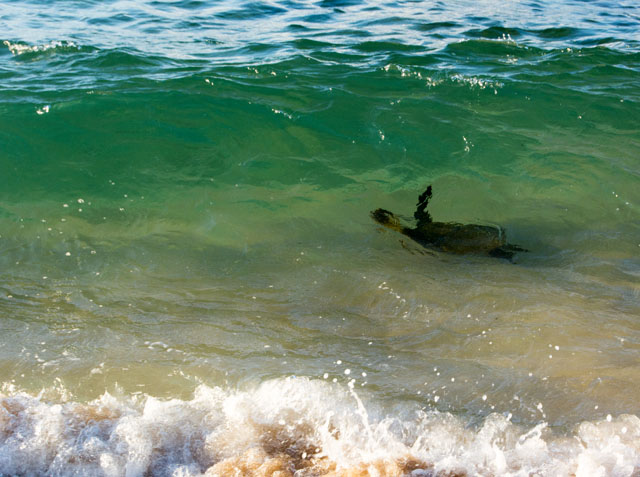 Sea Turtle Oahu Hawaii | Culinary Cool